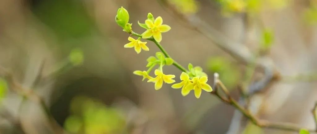 大事件！发完Nature再发Science！植物科学领域迎来重磅成果！