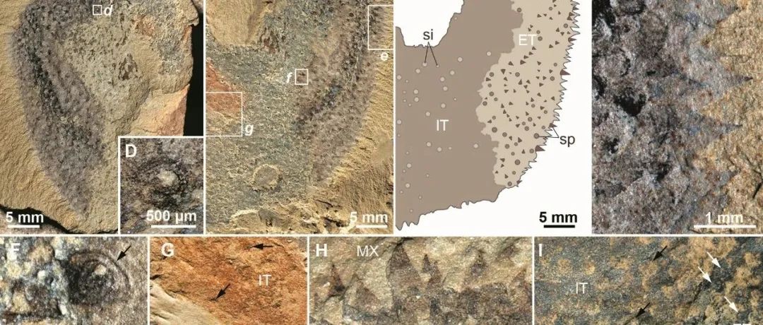 云南大学张喜光团队Science｜世山虫是开腔骨并非寒武纪软体动物