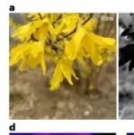 北京大学/深圳大学：光学切片-荧光显微镜 | Nature Methods