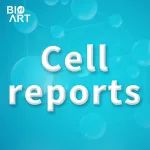 Cell Reports | 邹卫国/王丽君团队揭示PIEZO1-YAP1通路平衡骨膜祖细胞的成骨-肌腱分化可塑性