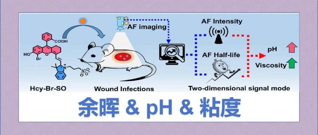 文献分享|一种新型余辉分子探针，用于感染伤口中pH值和粘度的二维信号监测