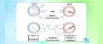【JACS】南京大学朱俊杰教授：多功能DNA纳米机器驱动的基于扩散的合成细胞通讯网络