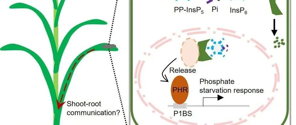 JIPB丨Science热点评论：植物抗病新靶点！科学家发现病原真菌如何操控磷信号通路