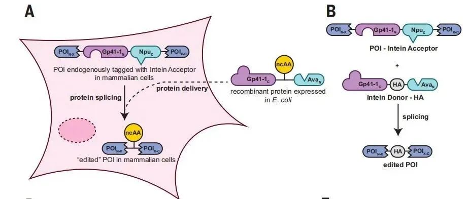 Science | 细胞内蛋白质编辑技术实现内源蛋白中非经典氨基酸的整合