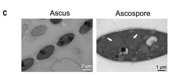挑战经典理论！四川大学合作最新Science