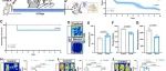 Adv Sci丨兰州大学景玉宏研究发现催产素通过神经内分泌途径调节慢性社会应激中的脾脏免疫抑制
