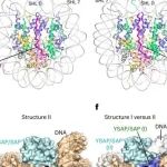 NSMB丨南方科技大学黄鸿达等揭示了DEK-核小体相互作用的结构基础！