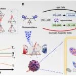 JACS|  自旋调控工程优化光动力中间态：磁增强氧自由基生成以提升抗肿瘤光疗效力