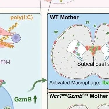 Immunity丨中国科学技术大学傅斌清/魏海明证实母体自然杀伤细胞通过细胞外颗粒酶B的异常分泌驱动子代的神经免疫疾病