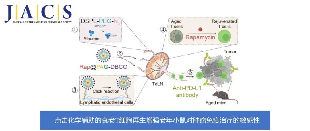 JACS | 点击化学辅助的衰老 T 细胞再生增强老年小鼠对肿瘤免疫治疗的敏感性