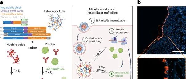 【Nature Biotechnology】自组装蛋白质纳米颗粒用于多种核酸和蛋白质的胞质递送