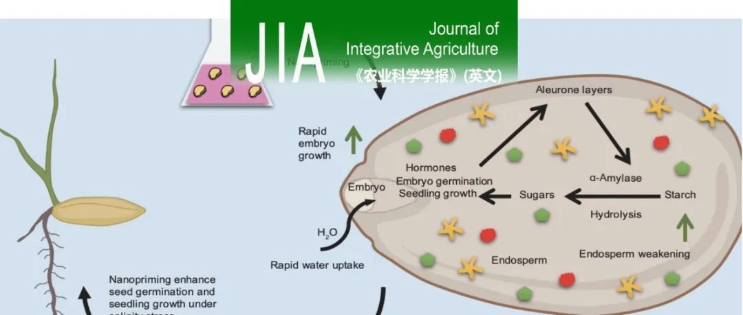 JIA｜海南大学聂立孝团队系统综述了纳米材料在植物耐盐性的应用及风险评估