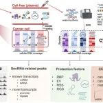 Genome Biol | 清华大学生命学院鲁志团队与合作者提出用于疾病诊断的cfRNA片段组学分析策略
