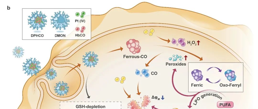 J. Am. Chem. Soc. │一氧化碳毒化的血红蛋白用于促进癌细胞铁死亡