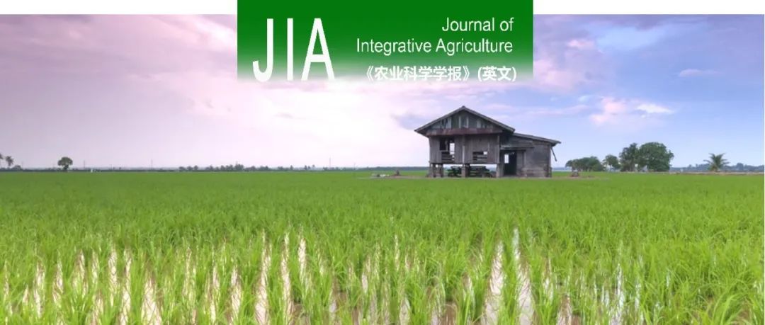 JIA｜华南农业大学农学院唐湘如教授团队耕作方式和秸秆还田提高香稻产量和香气的研究