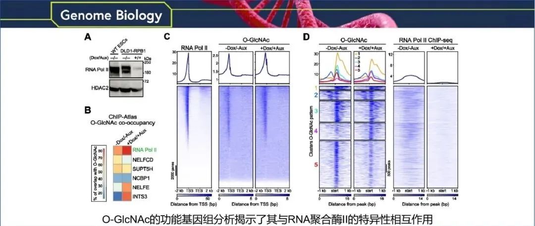 Genome Biology | O-GlcNAc 的功能基因组分析揭示了其与 RNA 聚合酶 II 的特异性相互作用