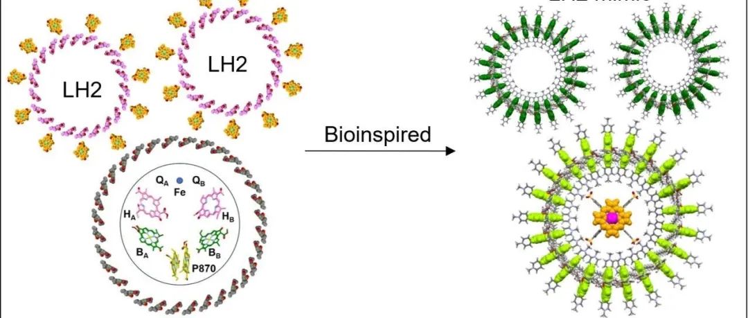 上海有机所田佳研究员团队Artificial Photosynthesis|紫色细菌启发的集成式卟啉光合系统：从光捕获到人工光合