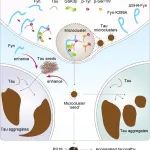 Acta Neuropathol | 华中科技大学基础医学院李传洲团队揭示Tau病理传播的新机制