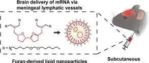 【JACS】创新的脑递送策略——呋喃衍生的纸质纳米颗粒递送mRNA至中枢神经系统