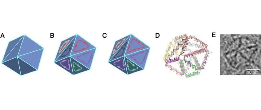 文献分享 | Nature Communications: 无支架 DNA 线框纳米结构的自动化设计
