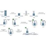 Nature Communications：一种用于编程蛋白酶响应型构象抑制人工转录因子的通用方法