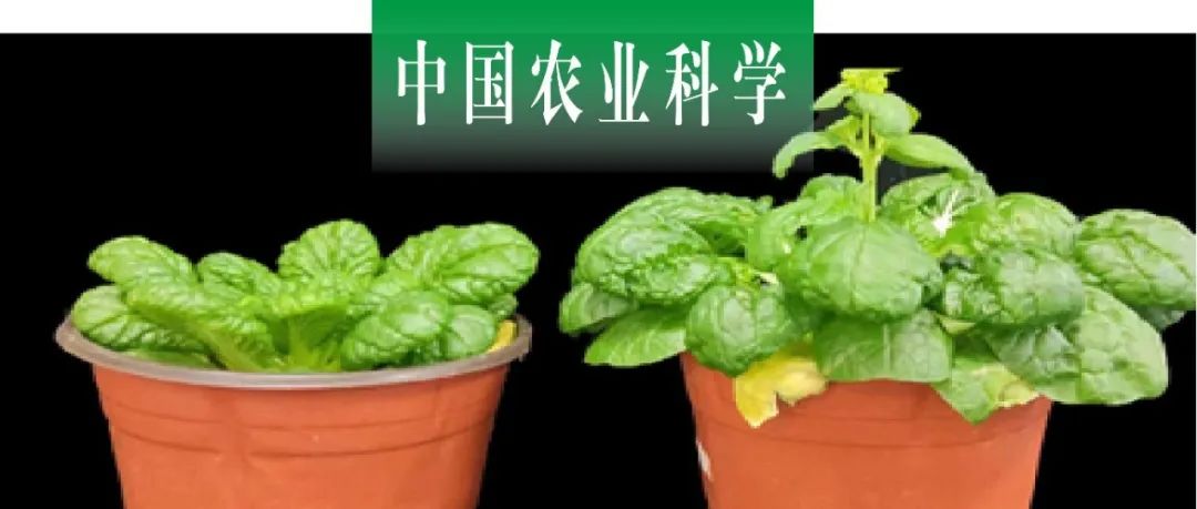 中国农业科学｜ 安徽农大陈国户课题组克隆乌菜BcDET2并探析其抽薹开花调控功能