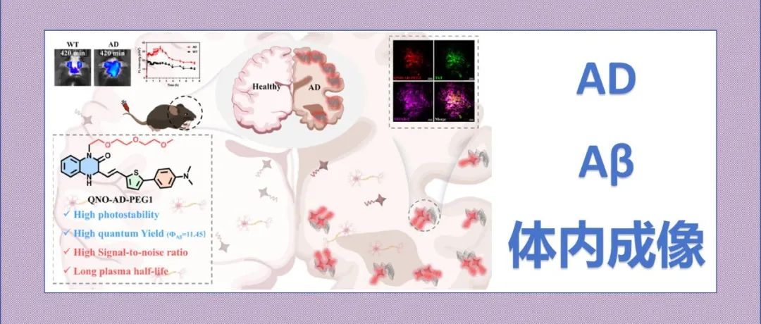 文献分享|合理设计长循环明亮荧光探针，用于阿尔茨海默病中淀粉样蛋白-β斑块的体内成像