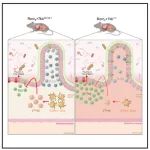 Cell | RORγt＋树突状细胞是调控耐受、阻止食物过敏的关键