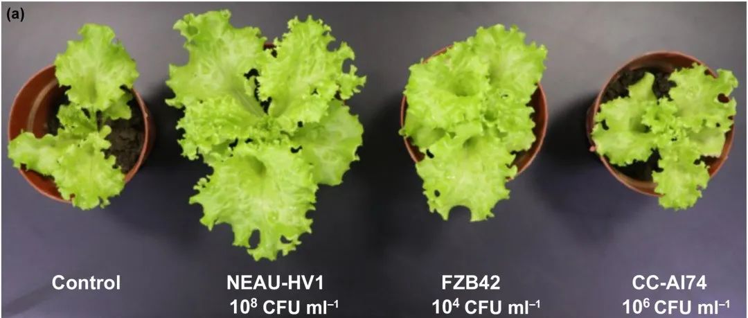 文献分享 | 伽马中华单胞菌NEAU-HV1重塑了IAA14与ARF7/19之间的相互作用以促进植物生长