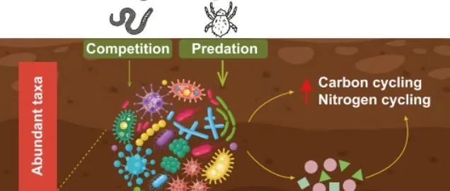 【文献精选】Environ. Sci. Technol. | 生物相互作用通过改变稀有微生物群落来调解土壤功能