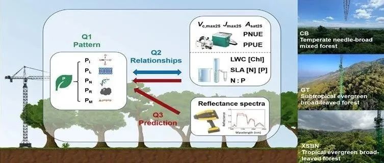植物所硕士生一作在New Phytologist发文！