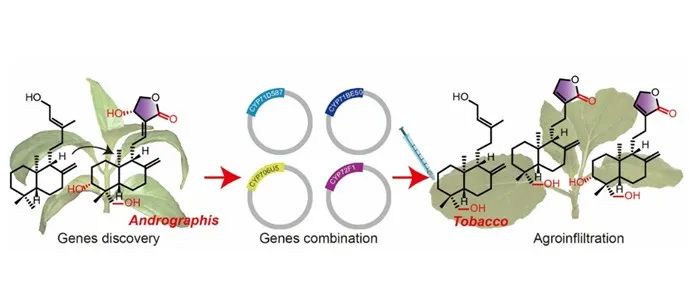 阅读 Angew丨二萜类化合物穿心莲内酯的生物合成研究