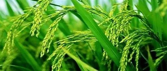 Nature Plants｜作物改良不再需要“转基因”