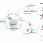 Environ Health Perspect | 厦门大学左正宏、何承勇团队在环境污染与生殖健康领域研究取得新进展