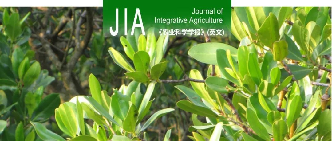 JIA｜中山大学合成生物学与资源利用团队魏蜜课题组 秋茄树胎生苗中盐度响应的关键内生细菌促进水稻耐盐的研究