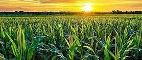 Nature背靠背 | 我国科研团队连发植物免疫领域文章