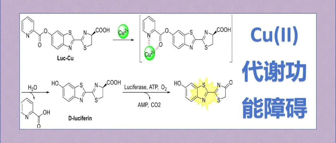 文献分享|利用开启生物发光探针选择性检测活细胞和患有不同代谢功能障碍相关脂肪肝疾病的鼠体内的铜（II）动力学