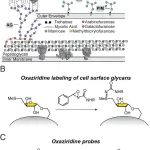 PNAS | 利用硫醚反应性标记结核分枝杆菌糖质