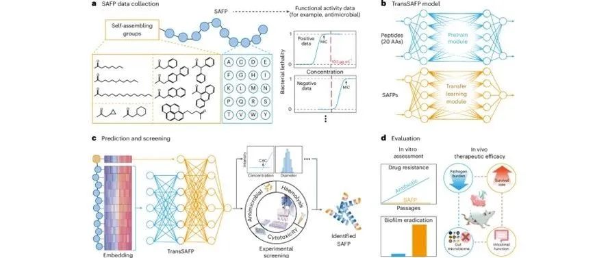 Nature Materials: 在深度学习指导下从头设计具有抗菌活性的自组装肽