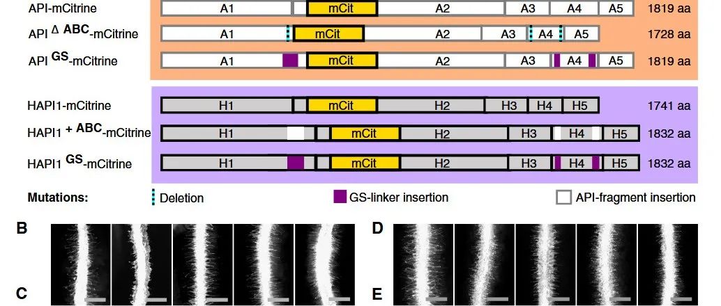 Science Advances |  植物 SCAR/WAVE 蛋白的功能分化由内在无序区域决定
