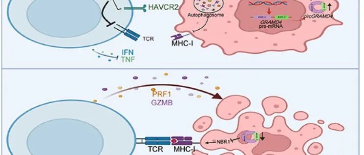 Autophagy丨中山大学罗俊航等人研究揭示了环状RNA circGRAMD4调节NBR1的机制