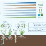 Ecology | 植物所刘玲莉研究组揭示冬季积雪稳定半干旱草地生产力的水分利用机制