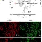 Cancer Res丨华中科技大学万超/杨坤禹研究揭示了一种IFNγ依赖性的抗PD-1抵抗的免疫代谢机制