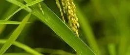 Nature点评 | 里程碑！曹晓风团队历时十年研究证实，水稻无需改变基因组即可遗传耐寒性