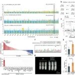 Nature子刊 | 浙江大学农学院张天真教授团队绘制全球棉花功能基因变异的单倍型图谱