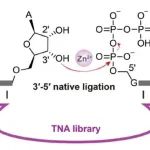 【JACS】南大于涵洋课题组：TNA酶催化RNA天然连接