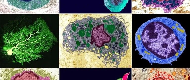 细胞千千万，怎样算一类？科学家们伤脑筋啊 | 《自然》长文