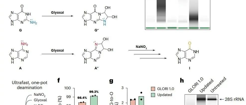 Nat. Methods | GLORI 2.0&3.0：实现低起始量样本中m6A甲基化组的绝对定量