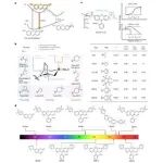 文献分享| Nature Methods : 桥接双环增强型荧光团调色板