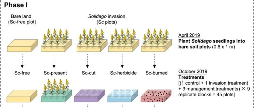 植物土壤反馈|SOIL BIOL BIOCHEM： 初生入侵者的土壤遗留效应强烈驱动远缘植物的次生入侵